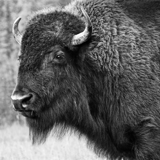 Golden - Bison